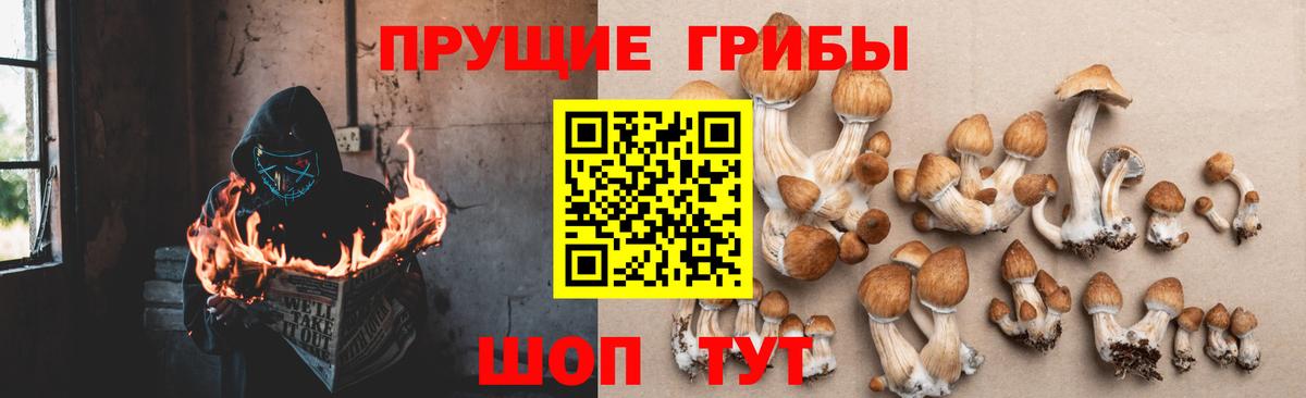 Ульяновск  цены   Вход с VPN  Галлюциногенные грибы Psilocybine cubensis 